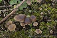 Kleine breedplaatmycena (f. speirea)